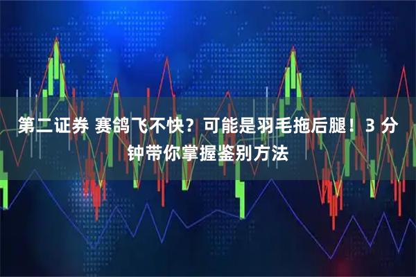 第二证券 赛鸽飞不快？可能是羽毛拖后腿！3 分钟带你掌握鉴别方法